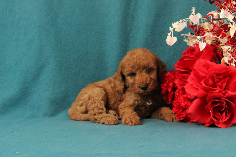 puppy, for, sale, Mini Goldendoodle F1BB, Matthew B. Stoltzfus, dog, breeder, Gap, PA, dog-breeder, puppy-for-sale, forsale, nearby, find, puppyfind, locator, puppylocator, aca